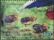 Stamp Taiwan 2014 Pheasant Chicks