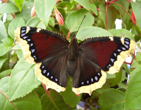 Camberwell beauty